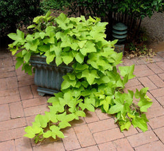 American Plant Exchange lime sweet potato vine trailing from a hanging basket for instant curb appeal
