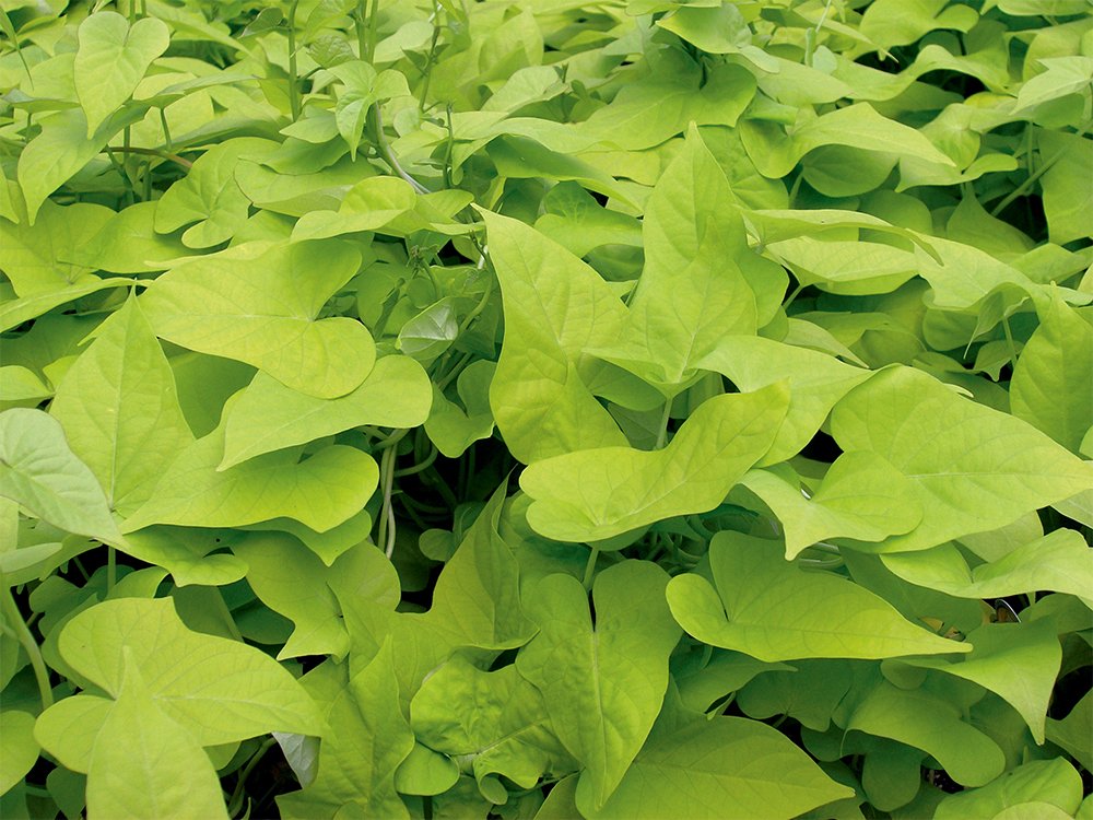 American Plant Exchange vine shown beside a hand to display pot size and scale benefit