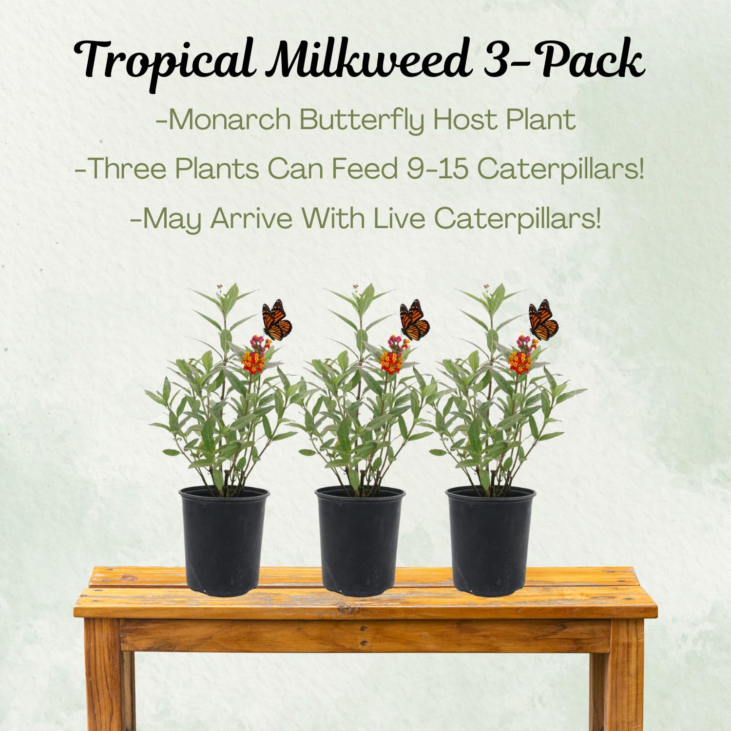 American Plant Exchange milkweed close-up flower cluster attracting pollinators