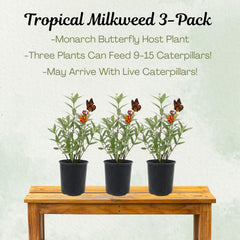 American Plant Exchange milkweed close-up flower cluster attracting pollinators