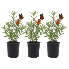 American Plant Exchange milkweed front view showing vibrant blooms and healthy growth