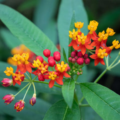 American Plant Exchange milkweed planted in a butterfly garden encouraging wildlife
