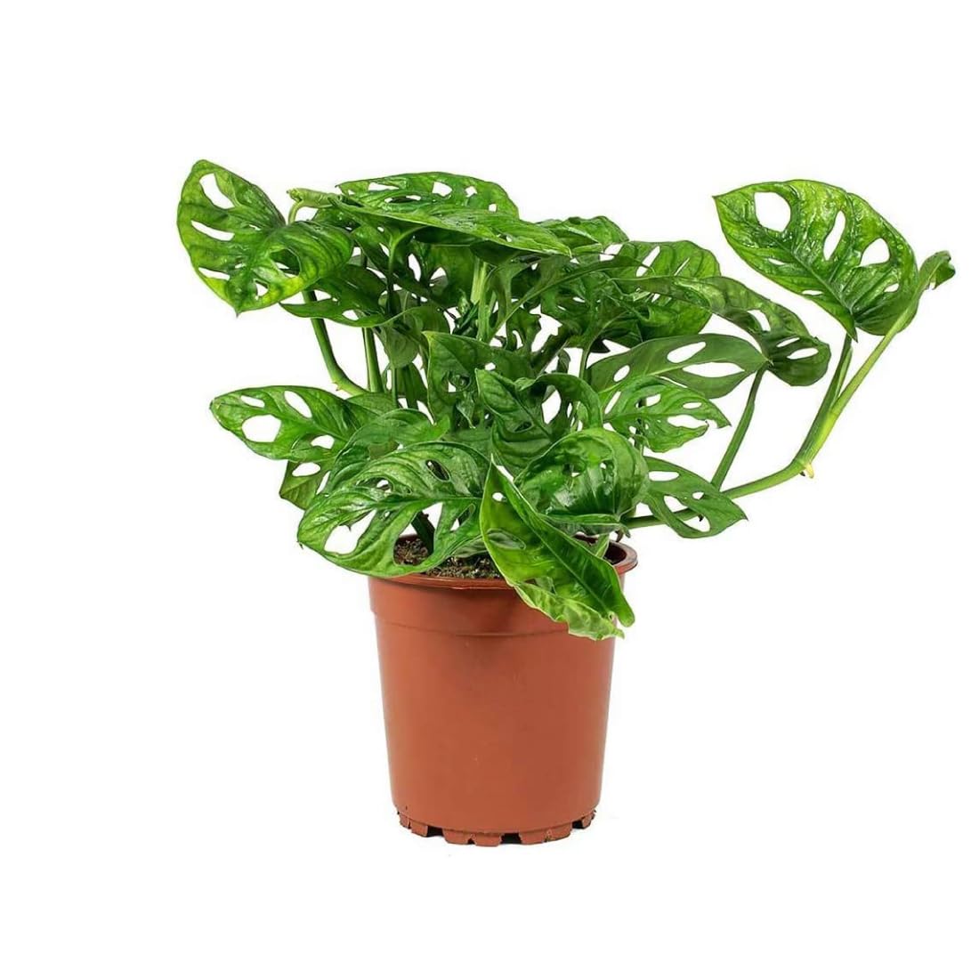 American Plant Exchange Monstera Adansonii front view showing lush trailing foliage and compact pot