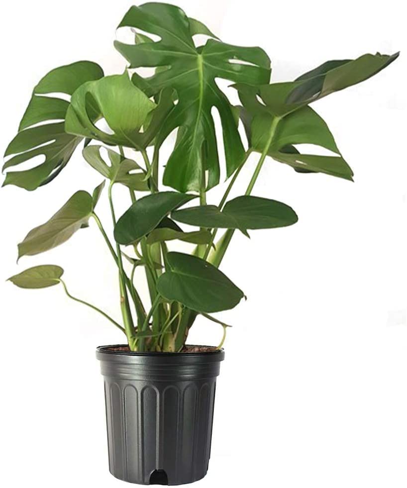 American Plant Exchange Monstera front view showing bold split-leaves and instant tropical impact