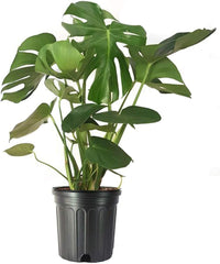 American Plant Exchange Monstera front view showing bold split-leaves and instant tropical impact
