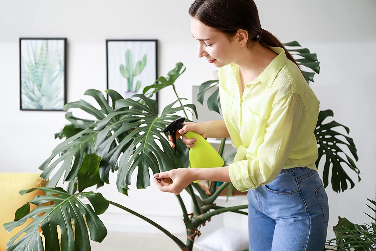 American Plant Exchange Monstera next to furniture to show 10-inch pot scale and room presence