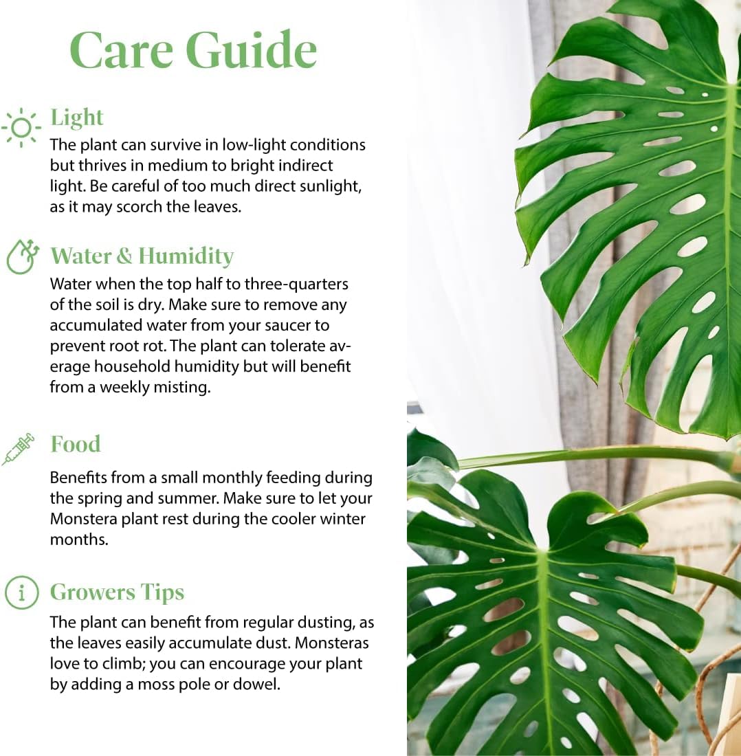 American Plant Exchange Monstera exposed roots and potting mix showing healthy drainage