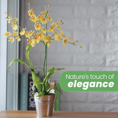 American Plant Exchange Oncidium close-up of ruffled yellow flowers highlighting vibrant color