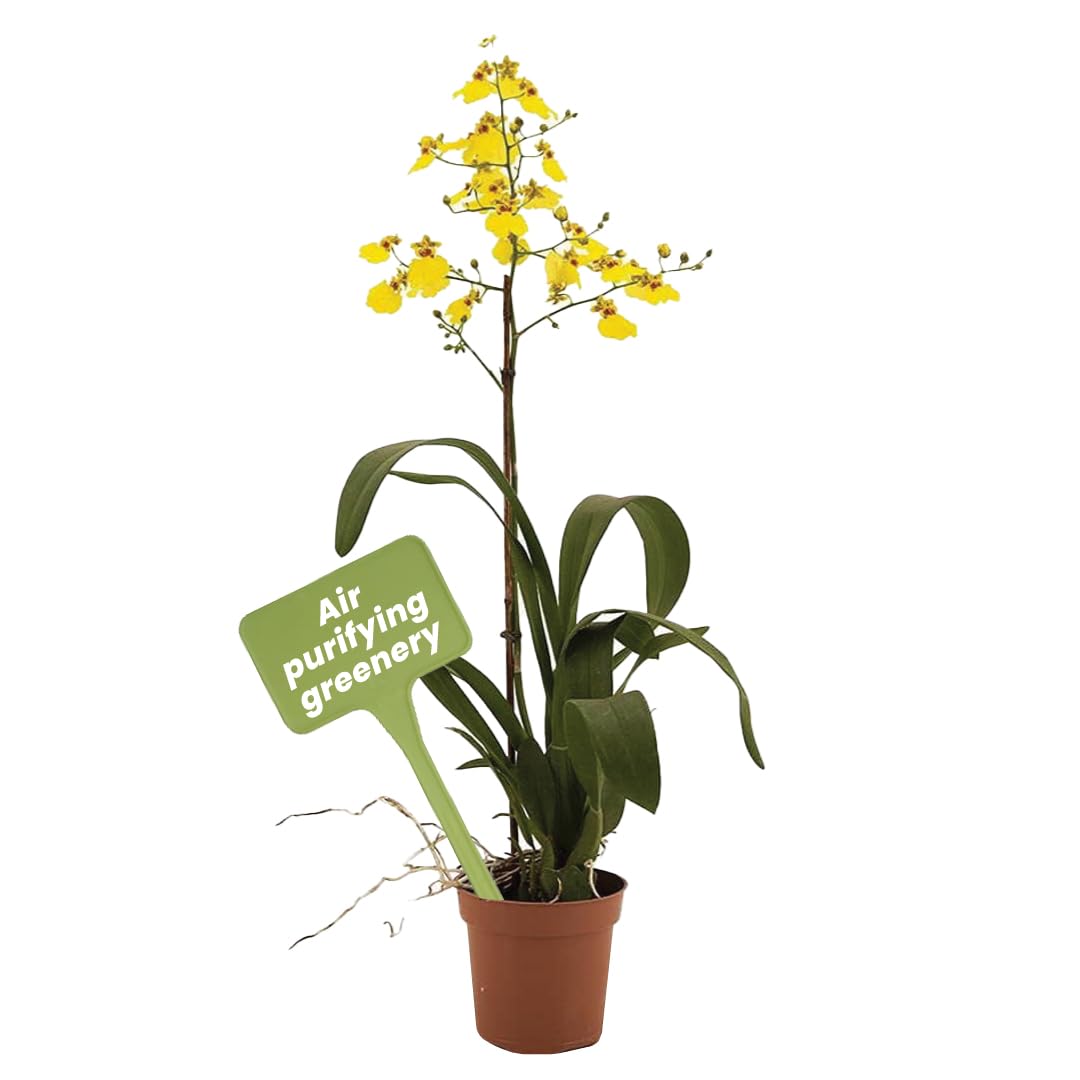 American Plant Exchange Oncidium front view showing compact flower display and easy placement