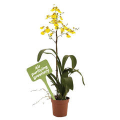 American Plant Exchange Oncidium front view showing compact flower display and easy placement