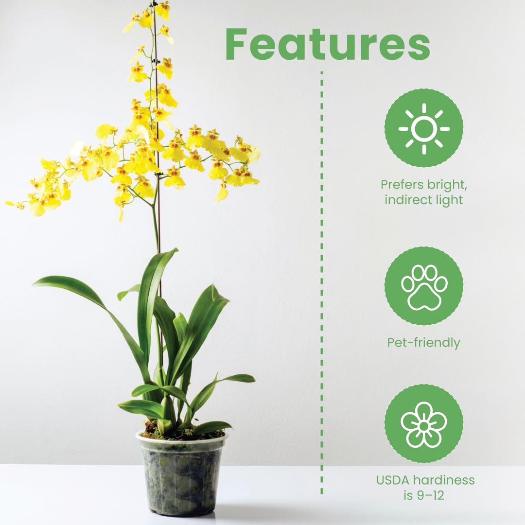 American Plant Exchange Oncidium on a tabletop display showing decorative home ambiance