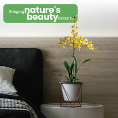 American Plant Exchange Oncidium pot scale comparison showing size and placement options