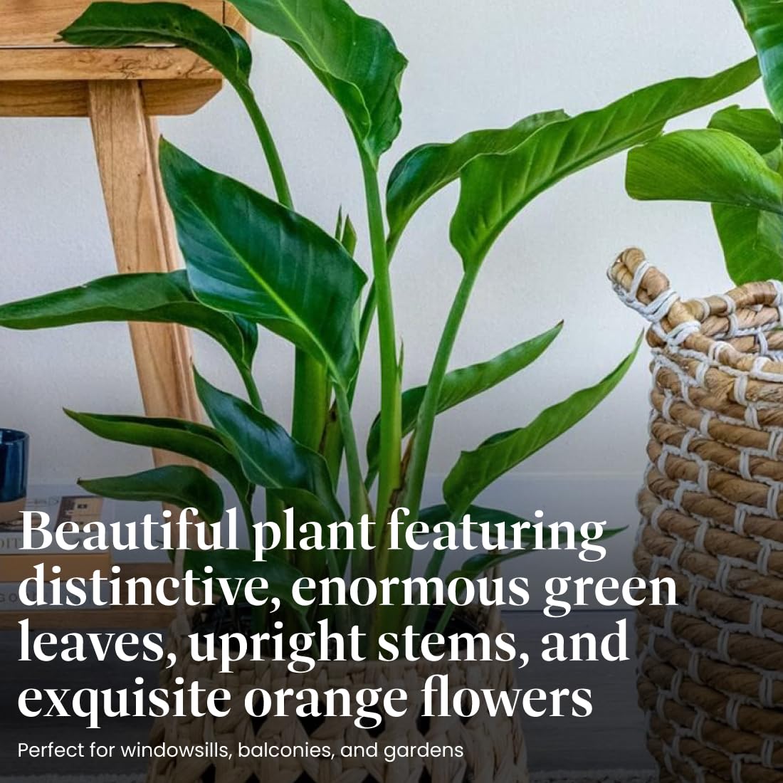 American Plant Exchange flower detail with bright orange petal, showcases exotic bloom beauty