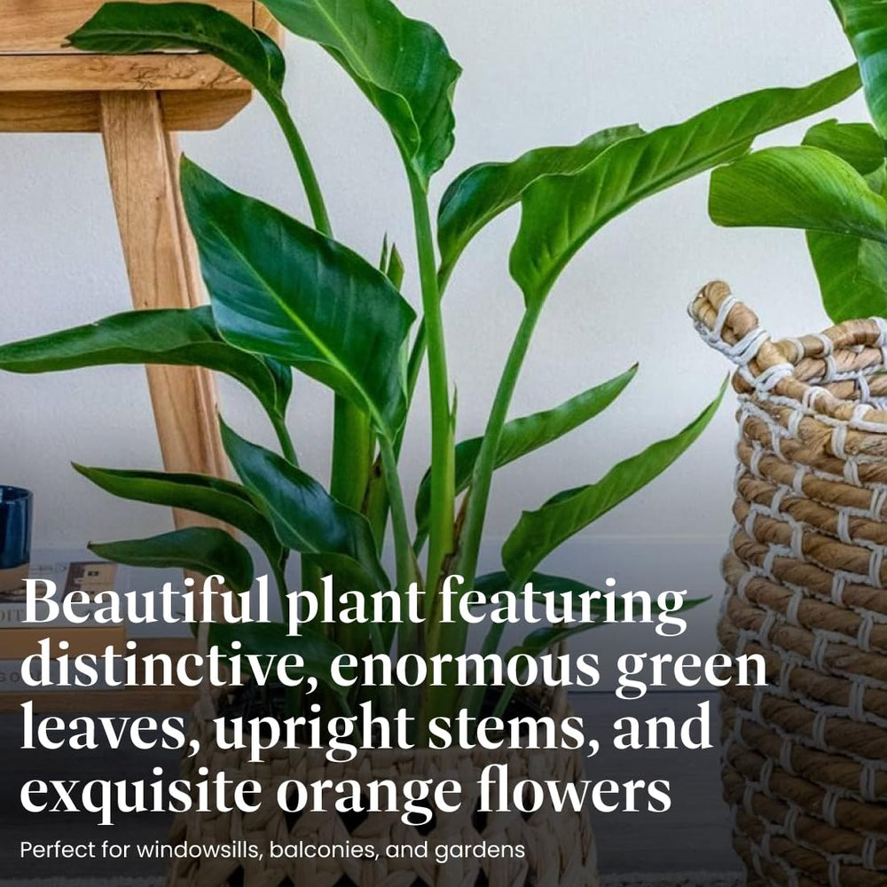 American Plant Exchange flower detail with bright orange petal, showcases exotic bloom beauty