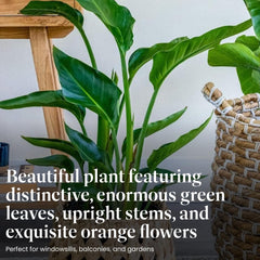 American Plant Exchange flower detail with bright orange petal, showcases exotic bloom beauty
