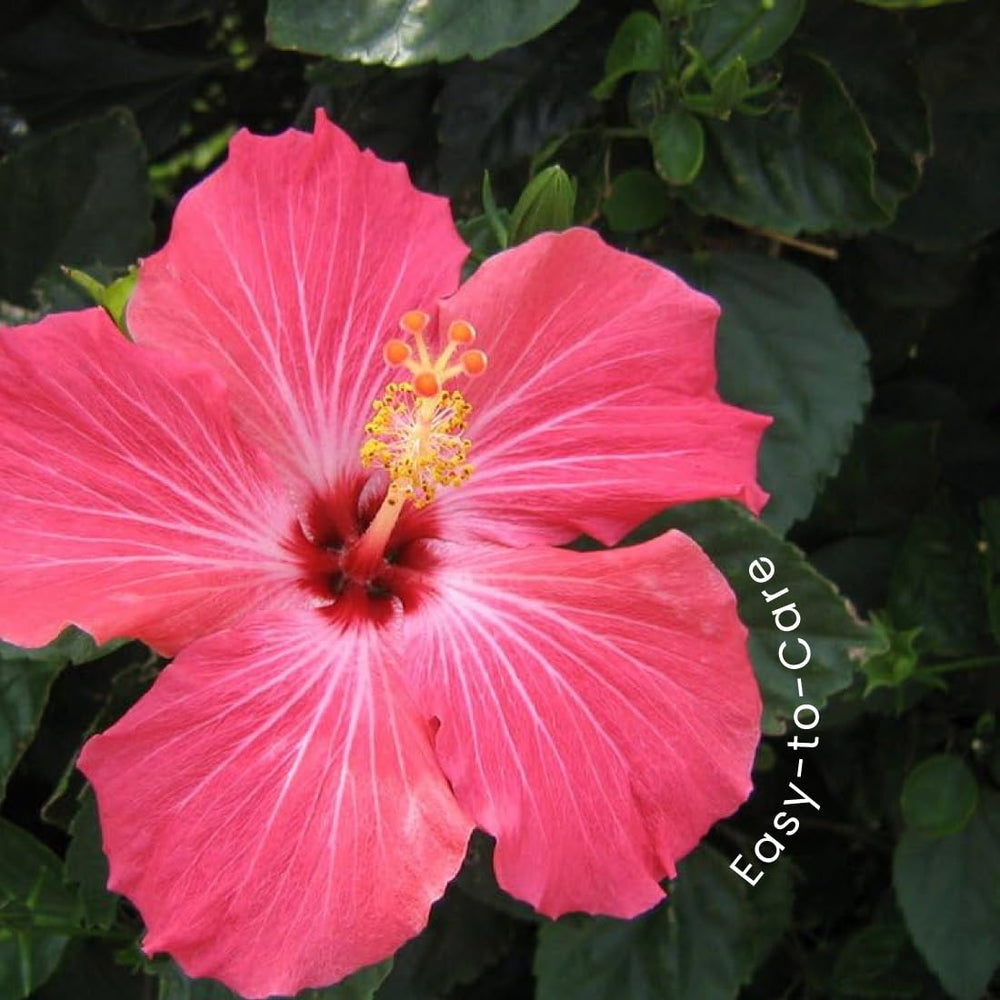 American Plant Exchange close-up of pink hibiscus bloom highlighting vibrant petals