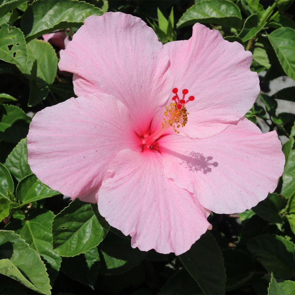 American Plant Exchange hibiscus in a container on patio demonstrating decorative impact