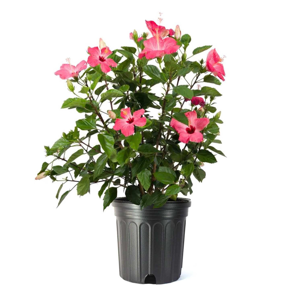 American Plant Exchange pink hibiscus front view showing lush foliage and potside charm