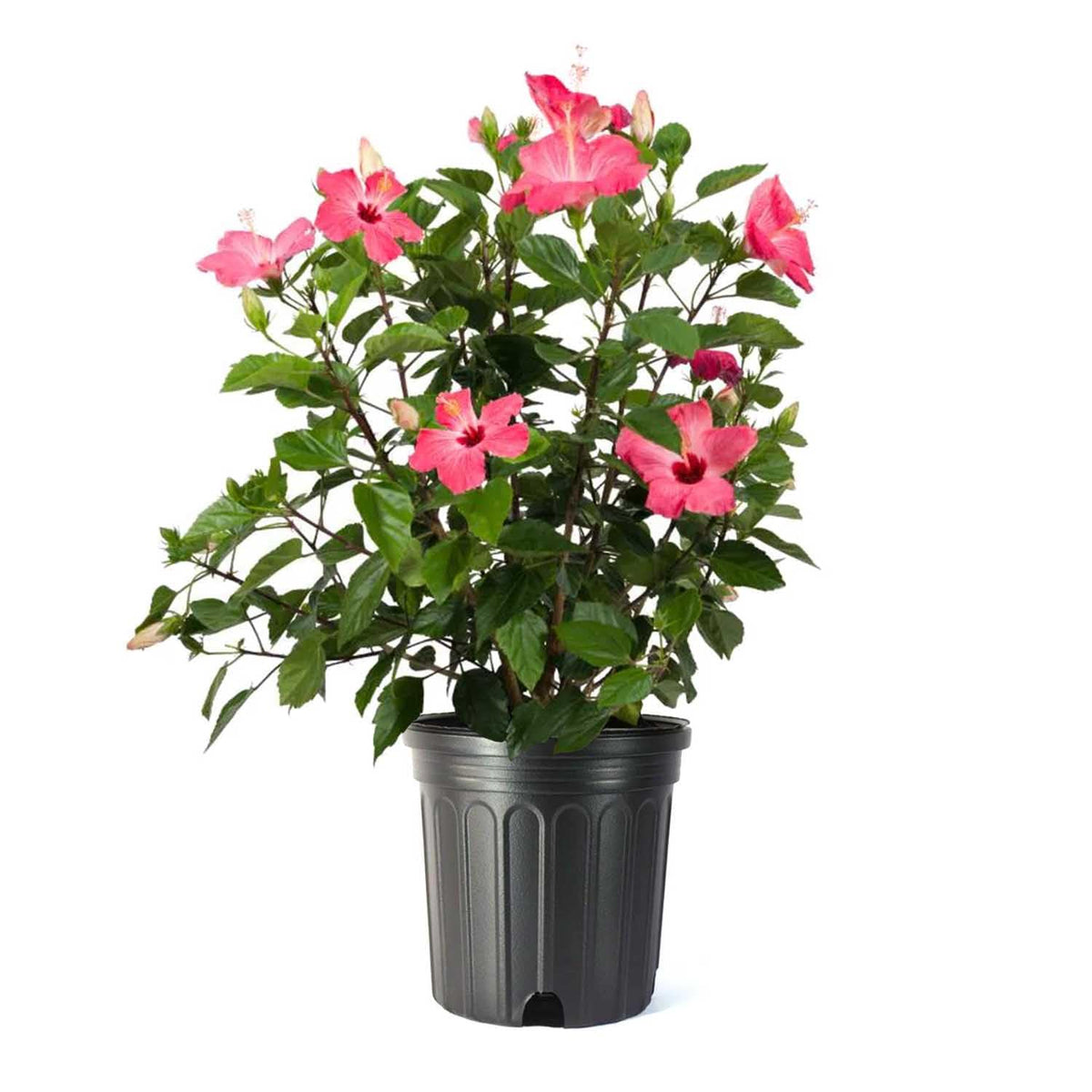 American Plant Exchange pink hibiscus front view showing lush foliage and potside charm