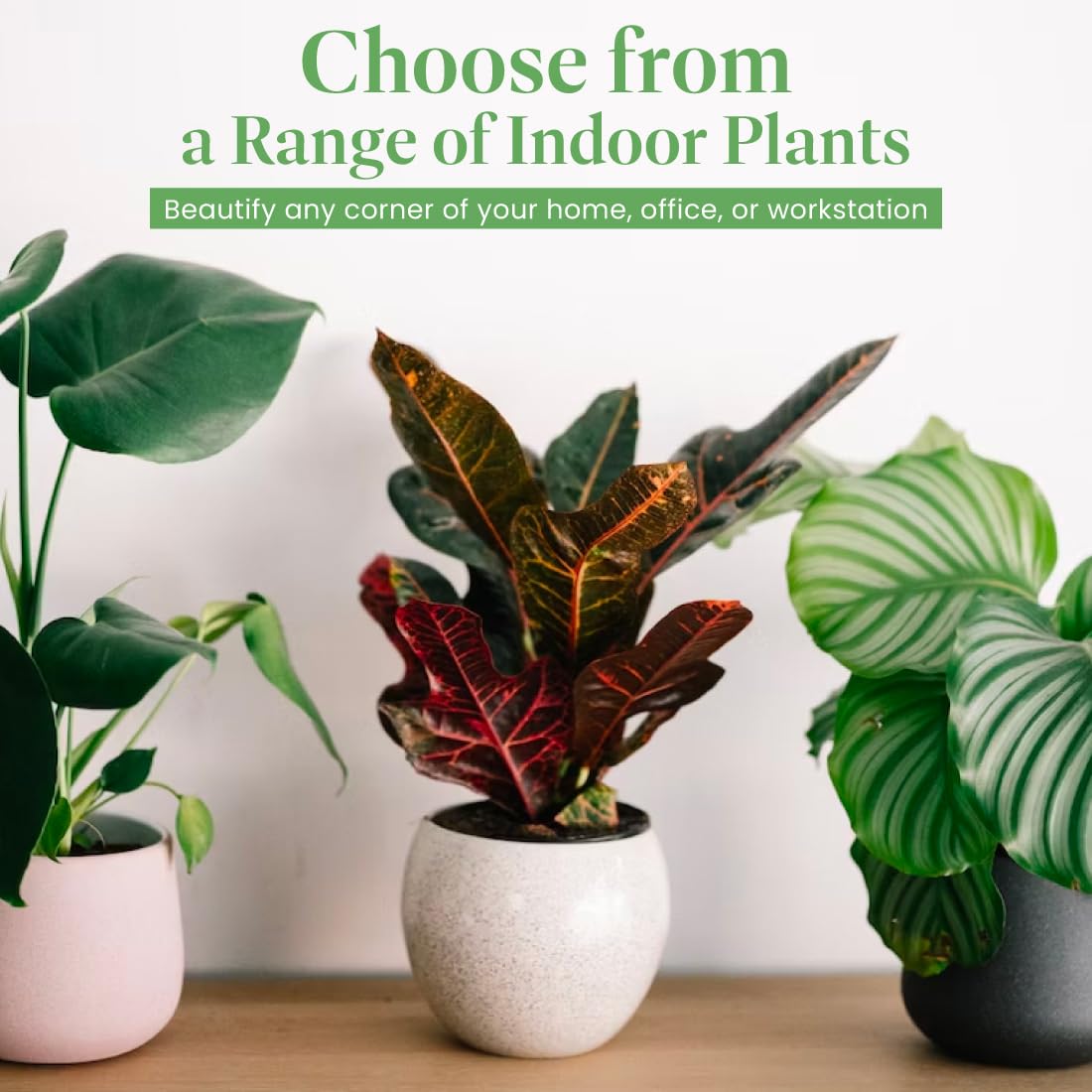 American Plant Exchange 10-inch pot and root base view, confirms sturdy nursery planting