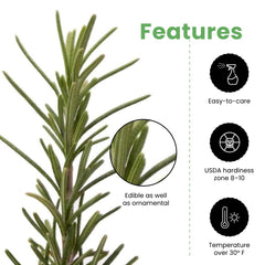 American Plant Exchange rosemary pot scale with hand demonstrating 10-inch size and transplant ease