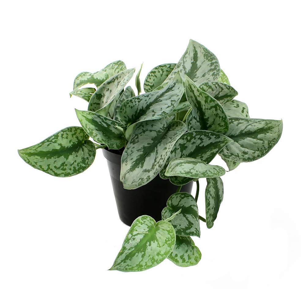 American Plant Exchange Silver Satin Pothos front view showing lush trailing foliage for instant décor