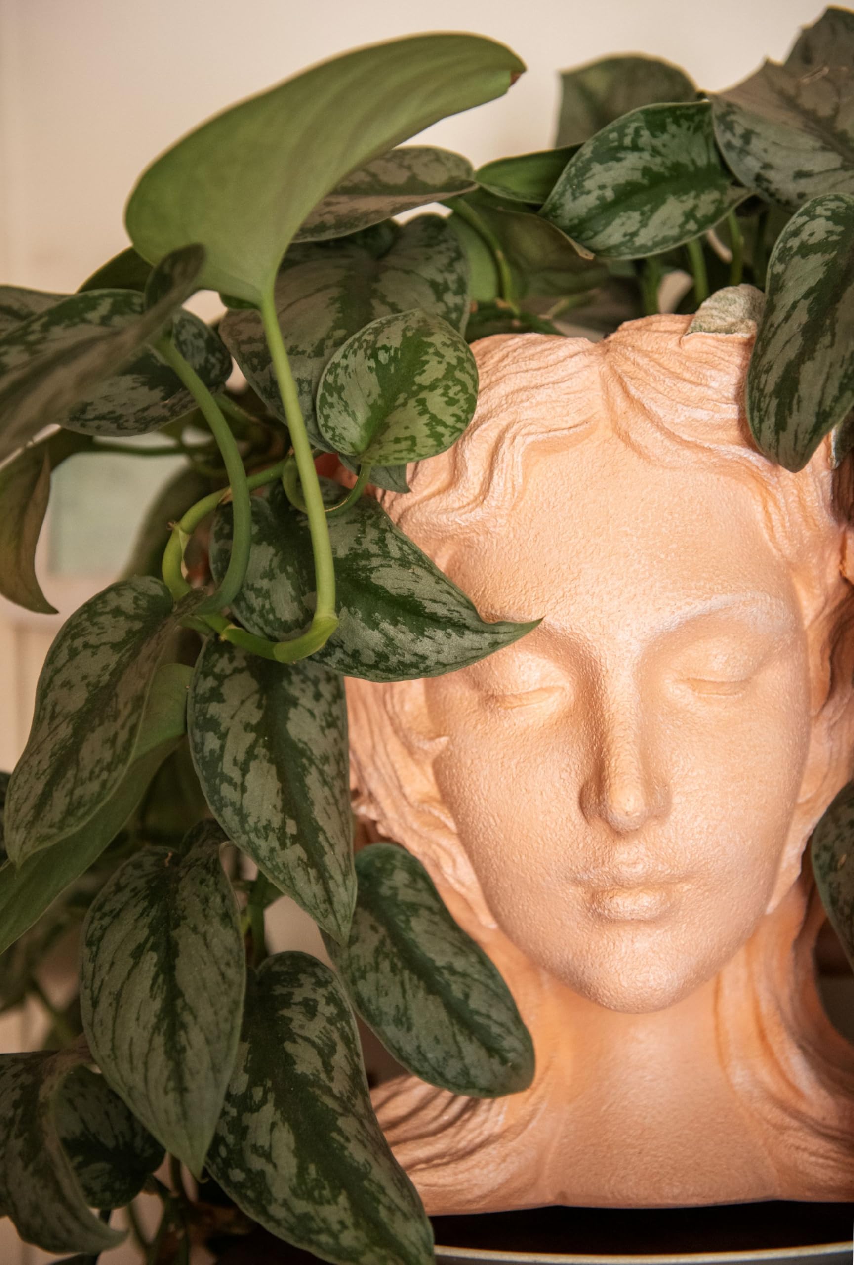American Plant Exchange Silver Satin Pothos in hanging basket demonstrating cascading growth and style