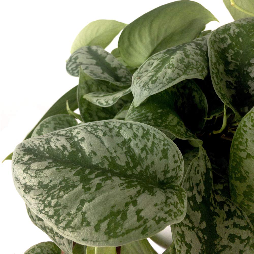 American Plant Exchange close-up of silver-variegated leaf texture highlighting velvety shimmer