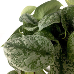 American Plant Exchange close-up of silver-variegated leaf texture highlighting velvety shimmer