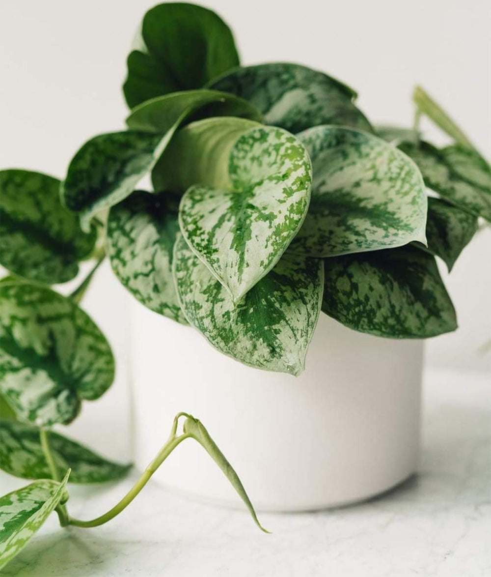 American Plant Exchange 6-inch nursery pot beside common objects to show compact size and scale