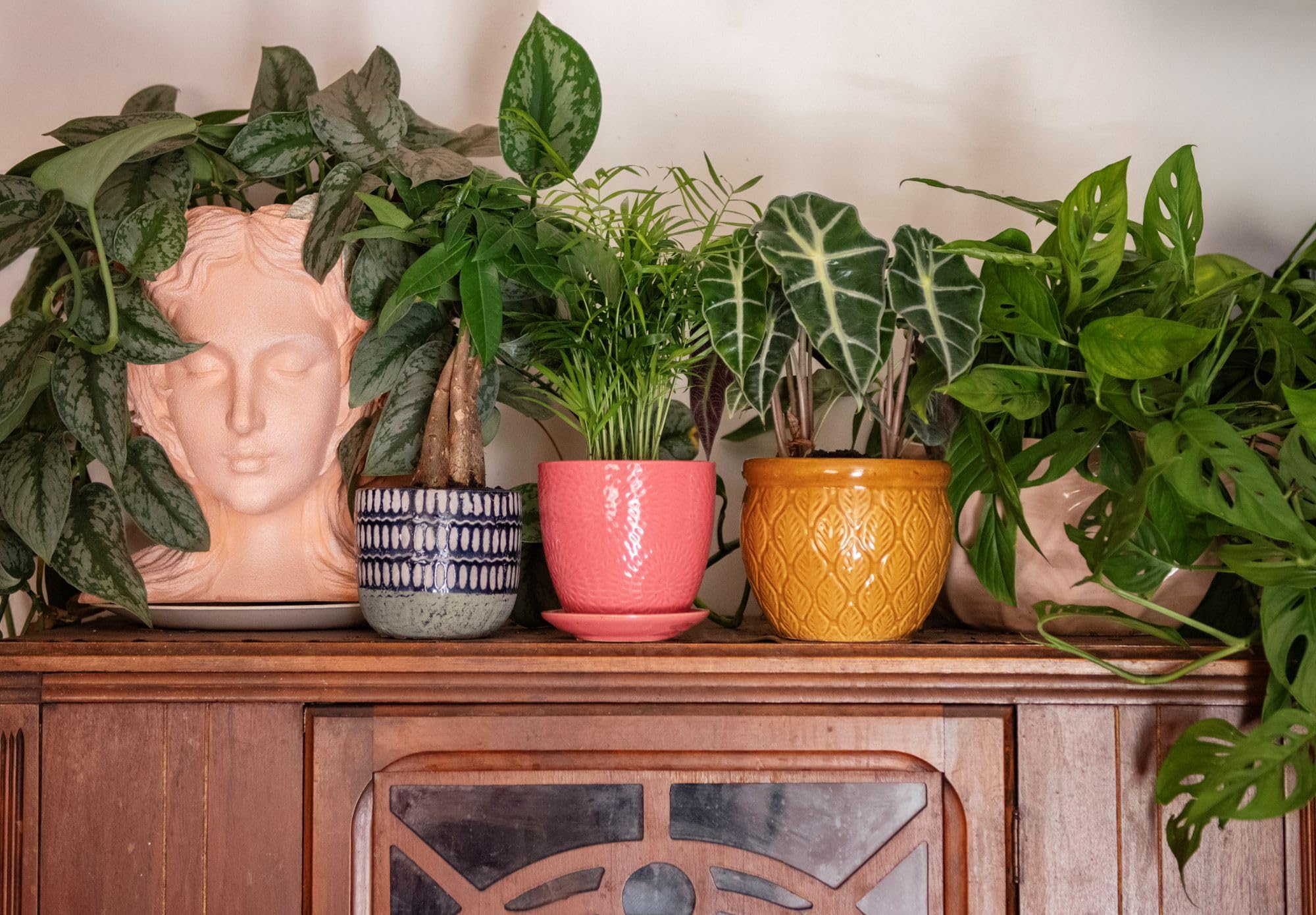 American Plant Exchange Silver Satin Pothos styled in living room to add tropical elegance and contrast