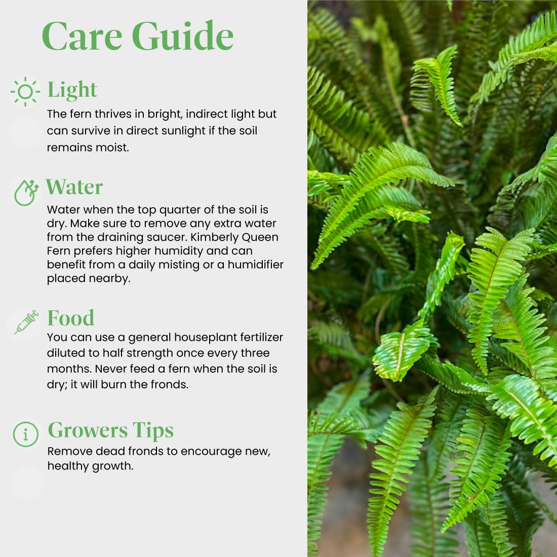 American Plant Exchange fern shown beside a hand to illustrate 6-inch pot size and scale