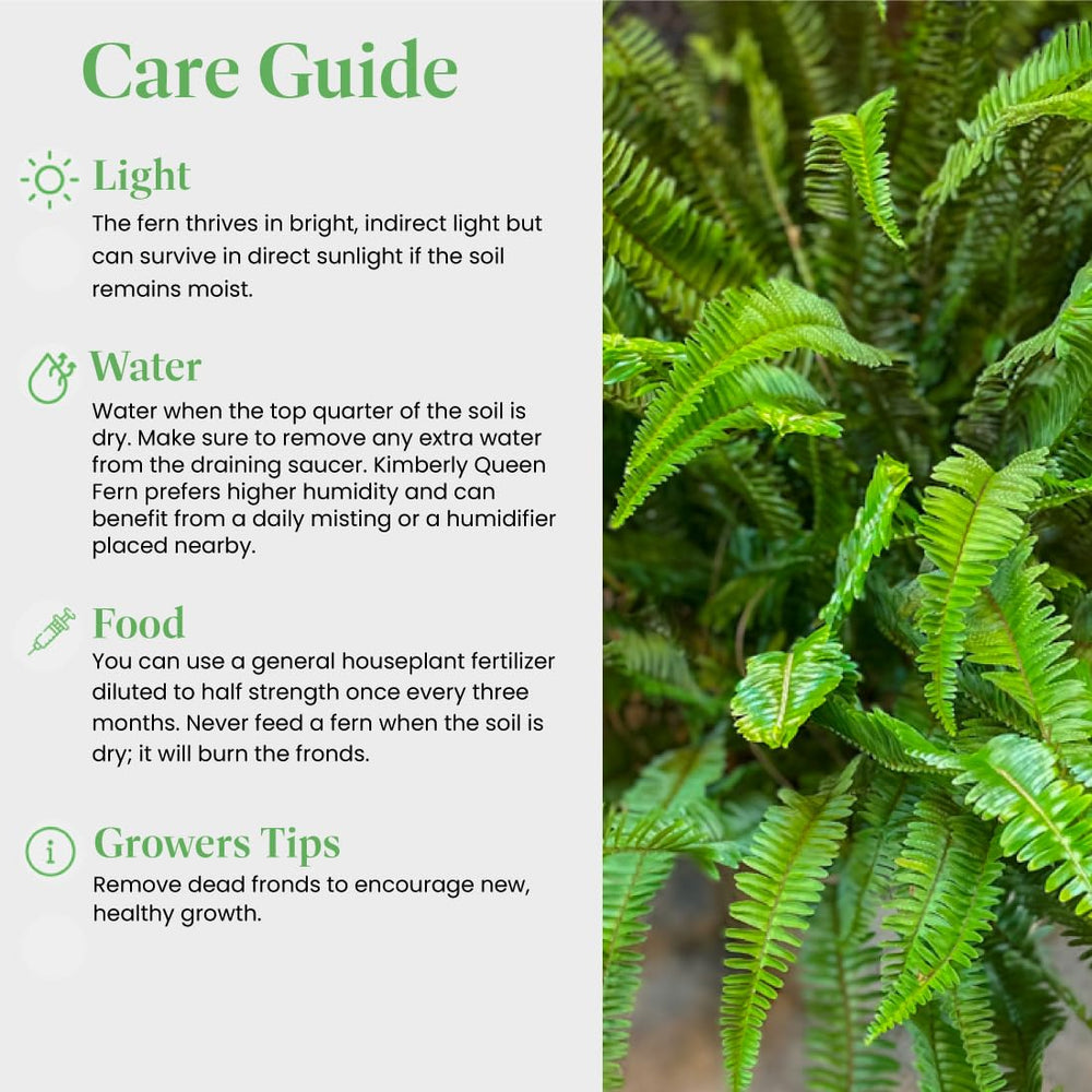 American Plant Exchange fern shown beside a hand to illustrate 6-inch pot size and scale