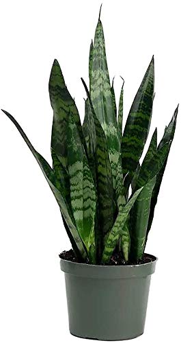 American Plant Exchange snake plant front view showing upright foliage and compact pot, ideal for desks