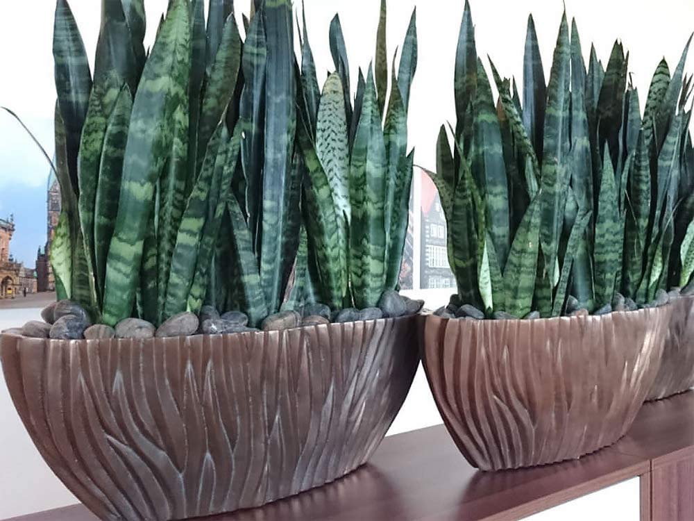 American Plant Exchange snake plant placed on a shelf in a living room, adding low-maintenance greenery and style