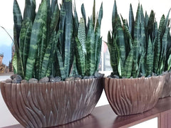 American Plant Exchange snake plant placed on a shelf in a living room, adding low-maintenance greenery and style