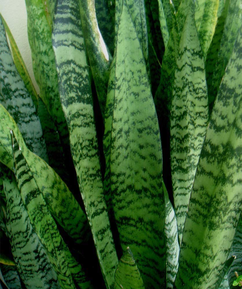 American Plant Exchange close-up of Sansevieria Zeylanica leaf texture highlighting variegation and elegant pattern