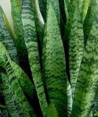 American Plant Exchange close-up of Sansevieria Zeylanica leaf texture highlighting variegation and elegant pattern