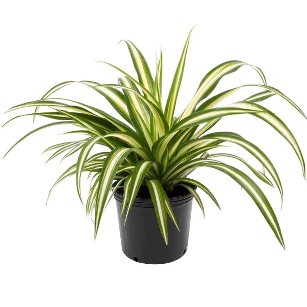 American Plant Exchange spider plant front view in 6-inch pot showing cascading foliage and style