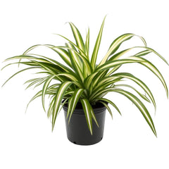 American Plant Exchange spider plant front view in 6-inch pot showing cascading foliage and style