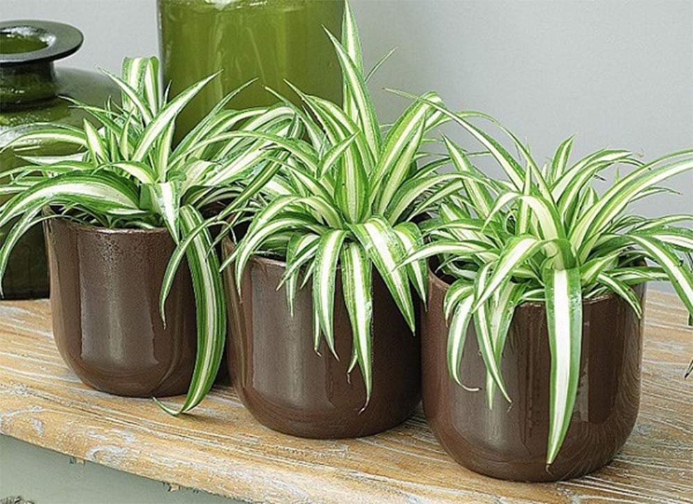 American Plant Exchange hanging basket display in living room adding greenery and charm