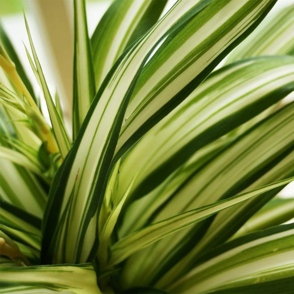 American Plant Exchange close-up of variegated leaf highlighting texture and healthy growth