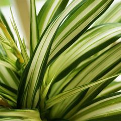 American Plant Exchange close-up of variegated leaf highlighting texture and healthy growth