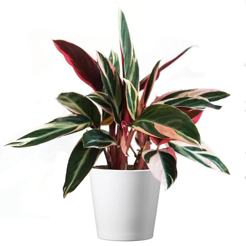American Plant Exchange Stromanthe front view showcasing lush variegated foliage and decor appeal