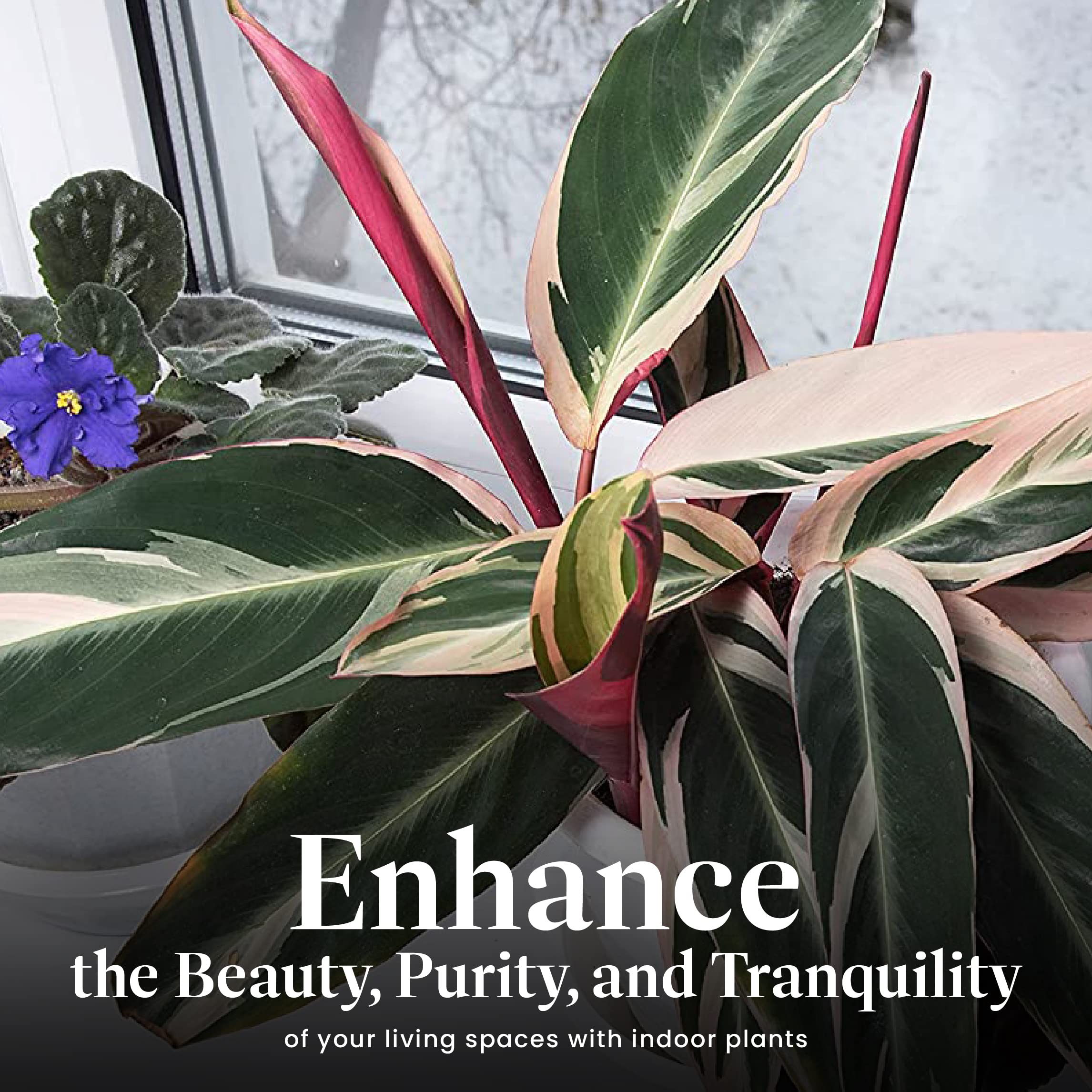 American Plant Exchange Stromanthe styled on a living room shelf adding tropical accent