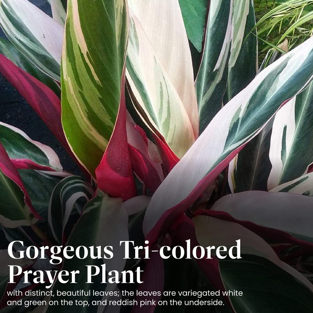 American Plant Exchange underside of leaf revealing pink tones for dramatic contrast
