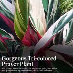 American Plant Exchange underside of leaf revealing pink tones for dramatic contrast