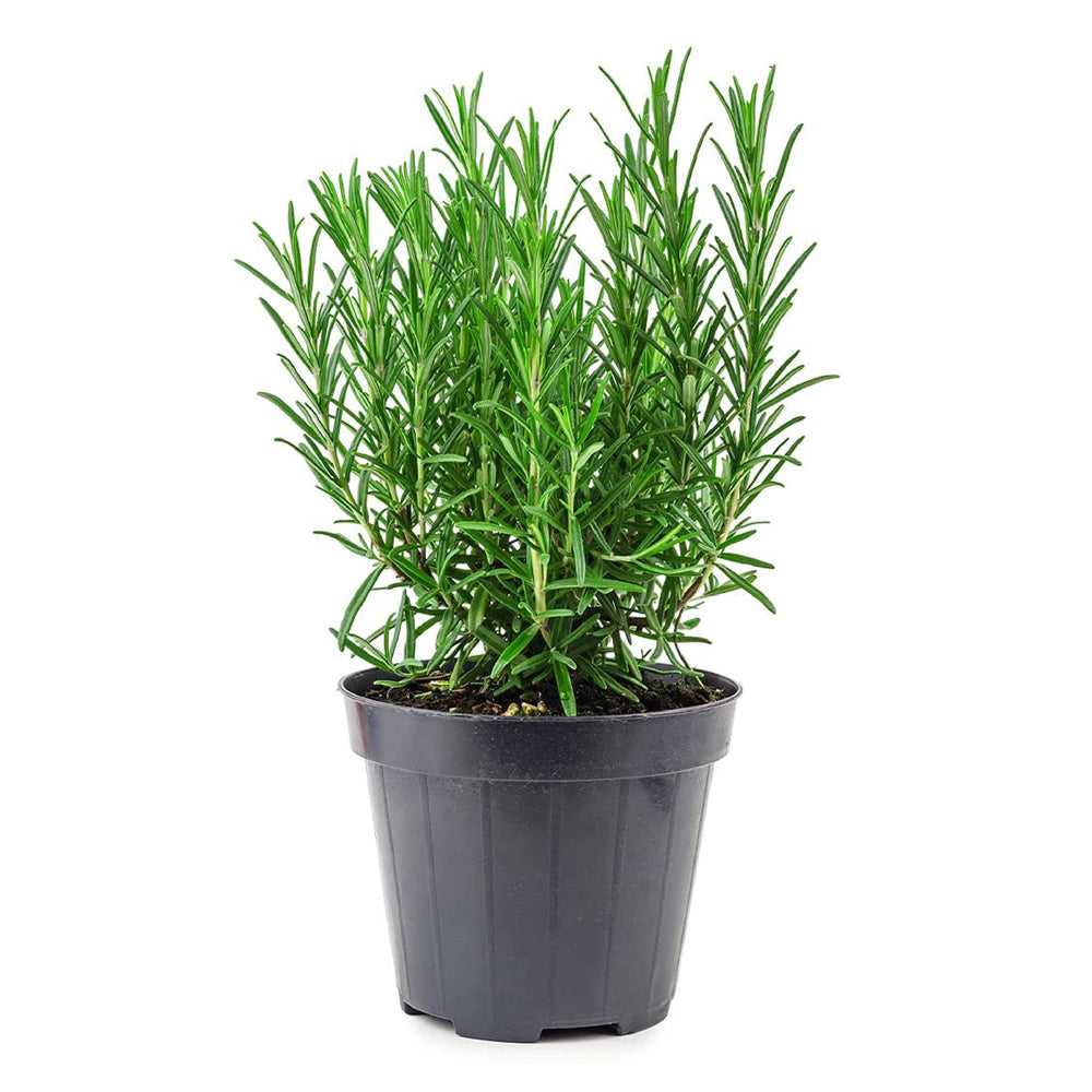 American Plant Exchange Tuscan Blue Rosemary front view showing compact edible plant and decorative foliage