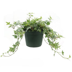 American Plant Exchange variegated ivy front view showing trailing vines and variegation