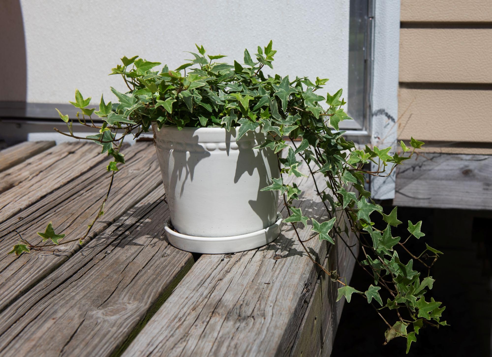American Plant Exchange ivy in hanging basket adding cascading greenery to room